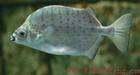 银鼓鱼可以和鹦鹉鱼地图鱼混养吗