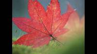 叶似枫树叶，但秋后叶子不变红，是什么树？