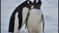 企鹅家族出现的概率是多少？
