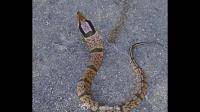 大家帮忙辨别一下这是什么蛇