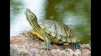 饲养小巴西龟的日常 。