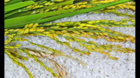 东北水稻成熟期一般在几月份