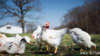 春天养鸡需要注意什么？
