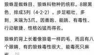 黑色，背上有黄色的蜘蛛，大概有小拇指指甲盖那么大。这种是什么蜘蛛？有毒吗？