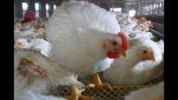 新疆的鸡为什么能长到3-5公斤？是品种不同吗？