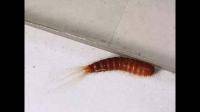 急！这种虫子会咬人吗？