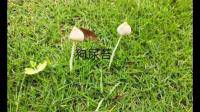 这是什么蘑菇？