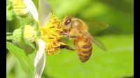 蜜蜂的身体特征。