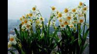 水仙花第几天开花？水仙花第几天发芽？