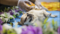 宠物殡葬服务大概需要多少钱，按照什么收费？