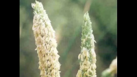 金丝雀虉草是芦苇吗