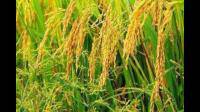 分析黄河三角洲种植海水稻的有利条件