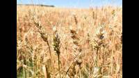 9     金麦9号小麦的生长周期