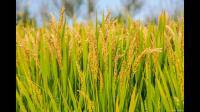 水稻叶片形状与作用什么关系