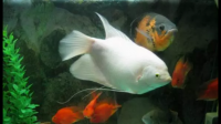 鹦鹉鱼可以和招财鱼混养吗