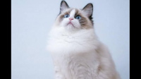 海山布偶猫多少钱