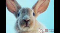 兔子小嘴是什么意？
