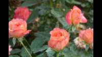有花泥的玫瑰花如何种活？