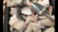 巴沙鱼原料鱼涨价，对终端市场的价格影响大吗？
