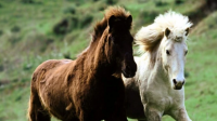 6匹普氏野马在内蒙古大青山国家级自然保护区放归后生活如何？