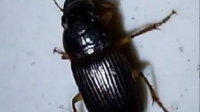 家中发现甲虫，这是什么，是否有危害？
