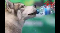 大多狗一次最多喝多少水？