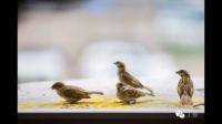 请问野生麻雀是更喜欢吃带壳小米还是更喜欢吃不带壳小米？