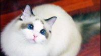 英短猫和布偶猫一般多少钱？