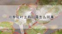 月季叶子上有白粉怎么回事？