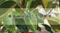 橡皮树太高如何固定