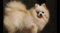 博美犬心率多少