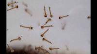 ［图］水中类似孑孓的虫子是什么