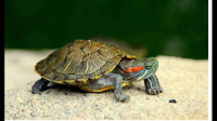 龟龟影音口令是什么