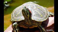 巴西小乌龟可能因为水质原因死了