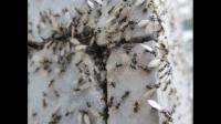 从蚁巢里找的分飞蚁可以当蚁后吗