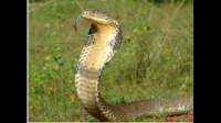 眼镜王蛇是什么意？