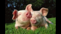 养猪大户买不起饲料，出现猪吃猪惨剧？去年巨亏188亿，董事长又被曝限高