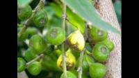 这是一棵什么树？树上结的果子又是什么果呢？