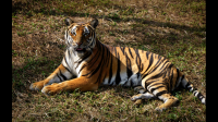 如今，老虎的生存环境和数量是什么状况