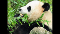 大熊猫是什么属