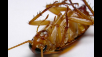 蟑螂有什么危害吗？