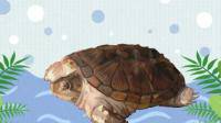 非常小的鳄龟可以在深水养吗