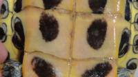 宠物龟眼睛被糊住了还有黄点怎么治腹部的壳有点起是烂甲吗