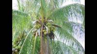 桂林为什么没有椰子树