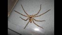 家里进了一只小蜘蛛，身子和腿纯黄色，背上有一块银色的斑块，有认识的吗？能自己饲养吗？吃什么？