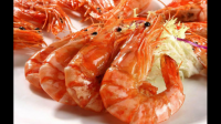 沙虾和罗氏虾为什么罗氏虾在家中能养活沙虾就不能