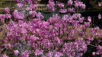 春天开紫色豆角花的灌木