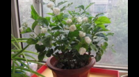 茉莉花叶子干了,快死了 ,枝杆还绿如何救活茉莉花?