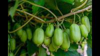 改良软枣子品种有苗木买吗？