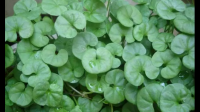 金钱草怎样加工成绿色